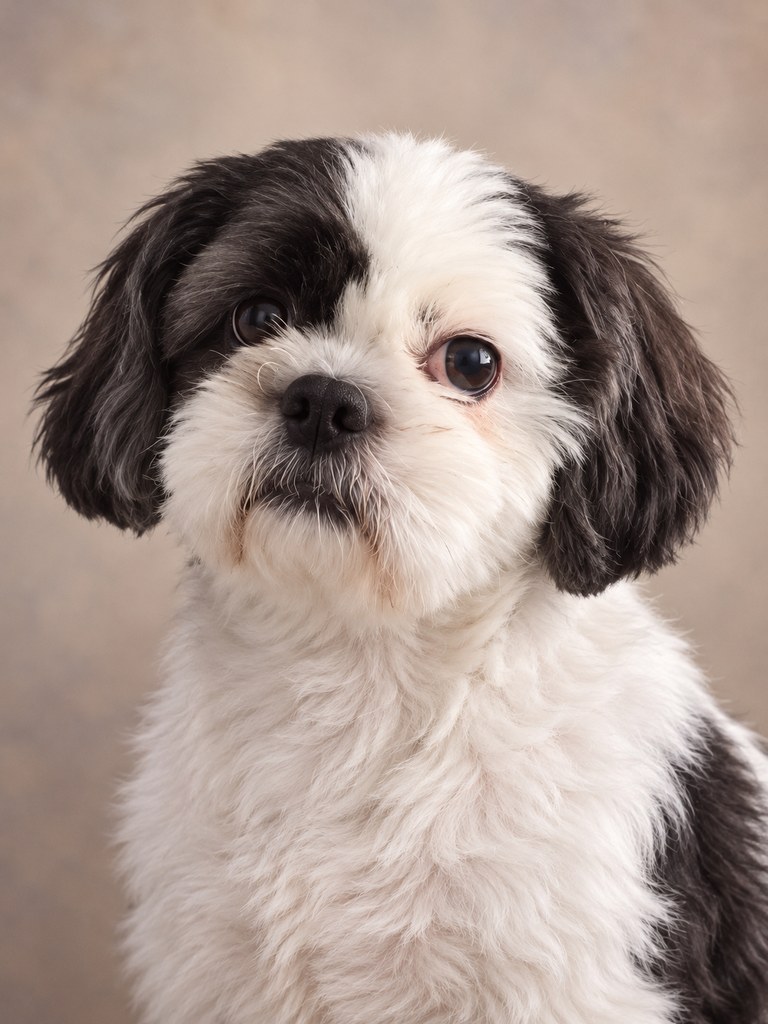 Buster in the Studio Portrait AI pet portrait style